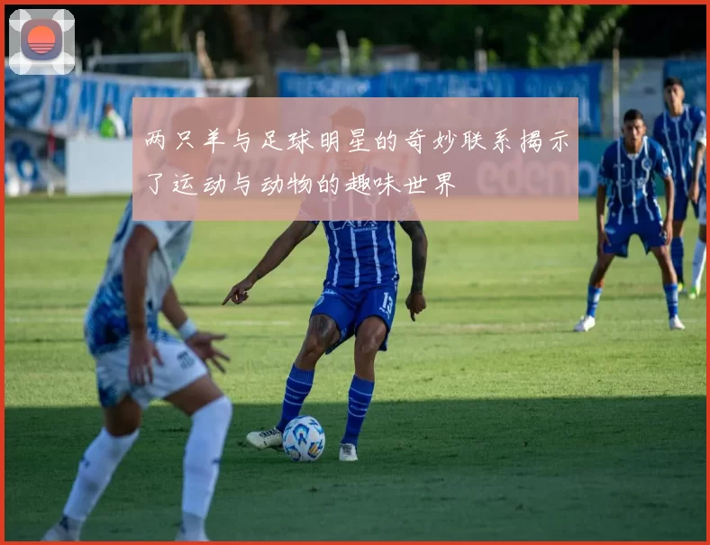 两只羊与足球明星的奇妙联系揭示了运动与动物的趣味世界